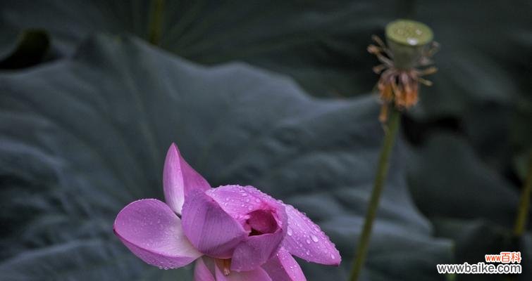 探寻蓝荷花的花语,解读花朵背后的含义 蓝荷花的花语及象征意义