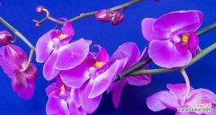 用蓝色兰花表达爱与祝福，传递真挚情感 蓝色兰花的花语——深情与祝福