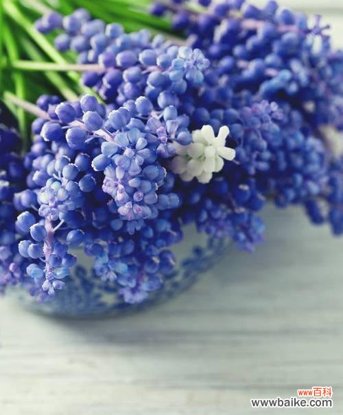 寄托希望与思念之花 蓝色风信子的花语