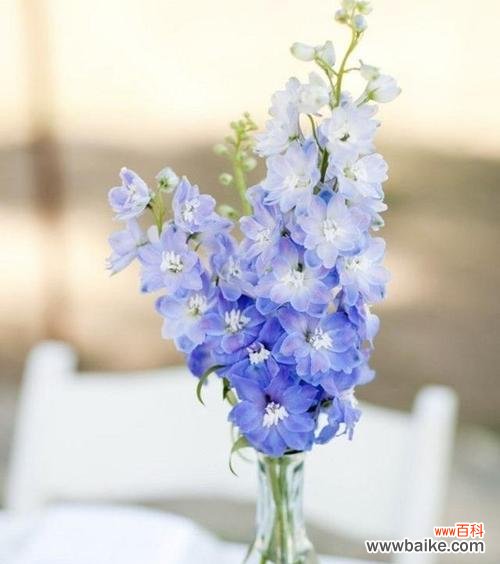 探寻蓝色翠菊背后的深意 以蓝色翠菊的花语为主题的文章