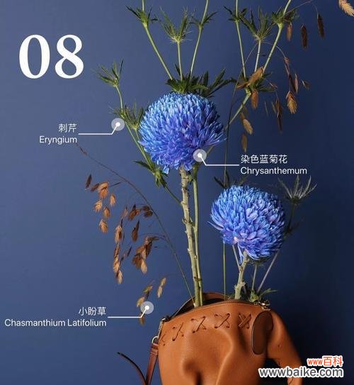 探寻蓝色非洲菊花的深层含义和用途 蓝色非洲菊花语的美丽寓意