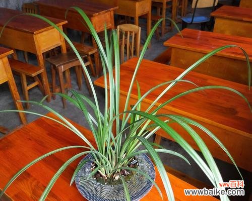 探索兰草叶子蕴藏的秘密，重塑生命的力量 以兰草叶子行龙