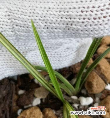 探索兰草叶子蕴藏的秘密，重塑生命的力量 以兰草叶子行龙