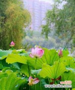 从寂静中绽放出的生命之花 荷花的花语与美丽寓意