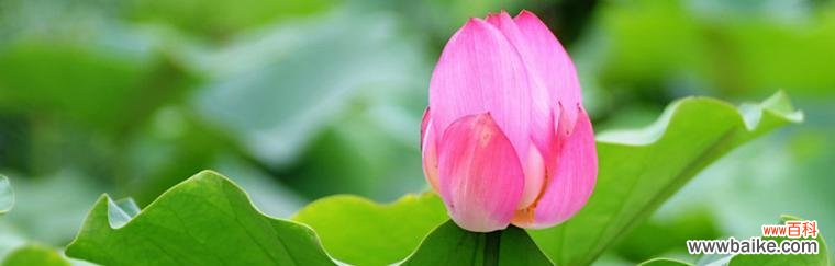 荷花的特点与象征意义