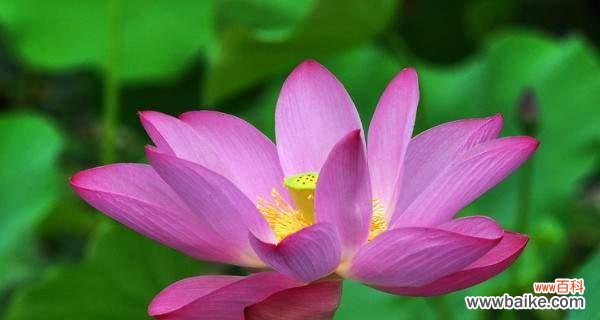 荷花与纯洁 荷花的象征意义