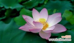 揭秘荷花的奥秘与文化内涵 荷花的象征意义与寓意