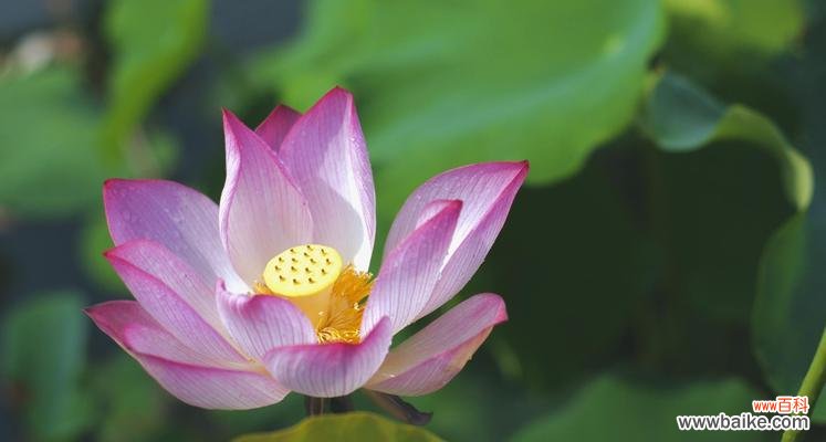 探寻荷花的深层内涵 荷花的美丽与寓意