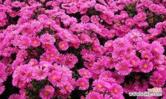 荷兰菊花的秘密暗示和心理破解 揭露谎言，活动中的菊花语