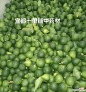 酸橙开花寓意着什么？酸橙的花语有何特别含义？