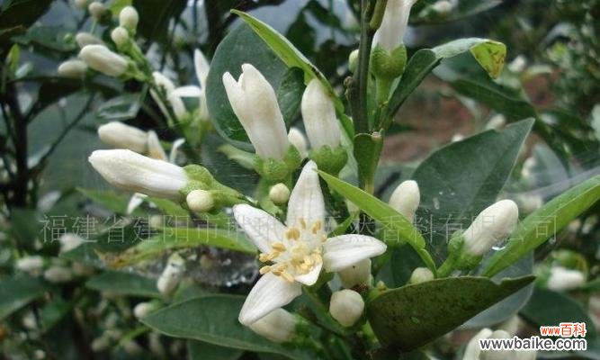 酸橙开花寓意着什么?酸橙的花语有何特别含义?