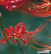 无忧花语是什么？这种花语代表了什么？