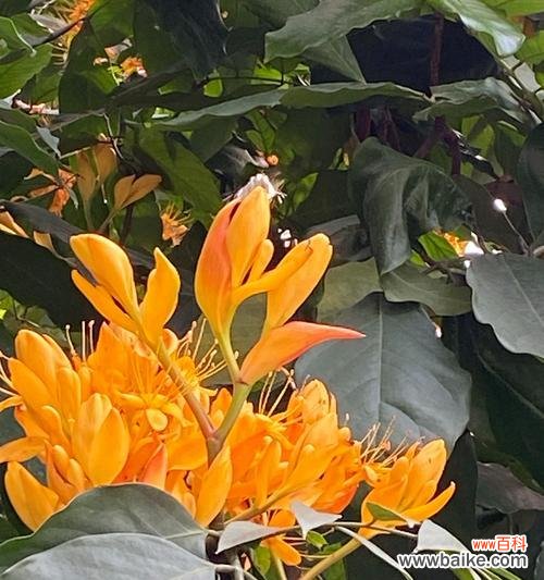 无忧花语是什么?这种花语代表了什么?