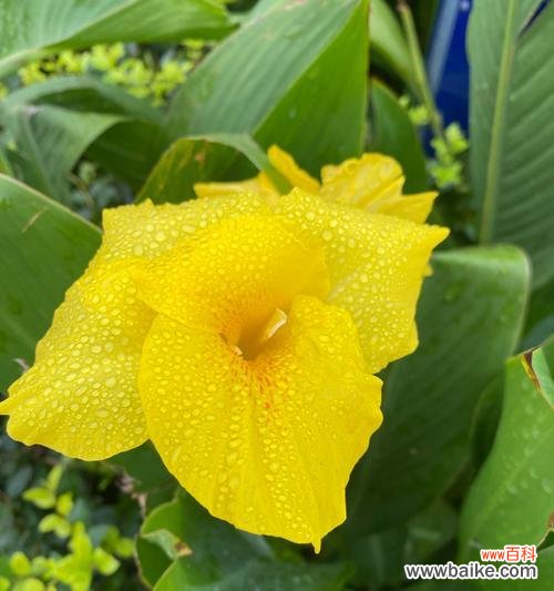 无忧花语是什么?这种花语代表了什么?