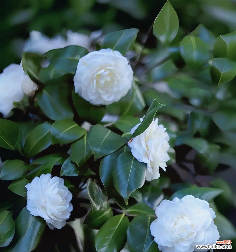 山茶花13朵花语是什么？13朵山茶花传递了怎样的信息？