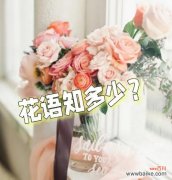 道具花语的含义是什么？