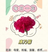 粉红康乃馨十二束花代表什么含义？