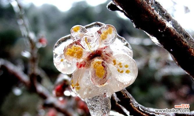 乌托邦花语有何特殊含义?