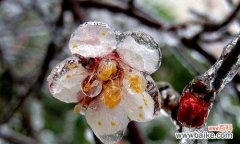 乌托邦花语有何特殊含义？