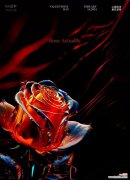 黑色大玫瑰在情人节代表什么？它有何特别含义？