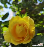 高雅黄玫瑰的花语有何深意？