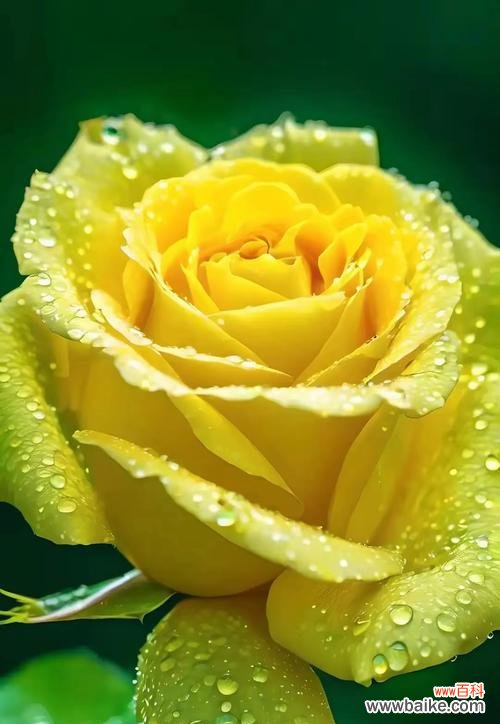 高雅黄玫瑰的花语有何深意？