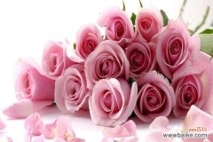 粉色玫瑰花在求婚中代表了什么？它传递了哪些情感？