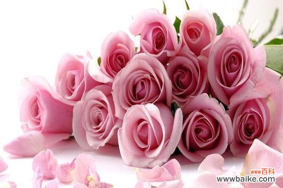 粉色玫瑰花在求婚中代表了什么？它传递了哪些情感？