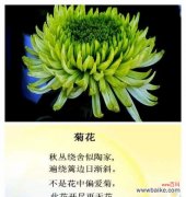 牡丹菊花语能否表达特殊情感？