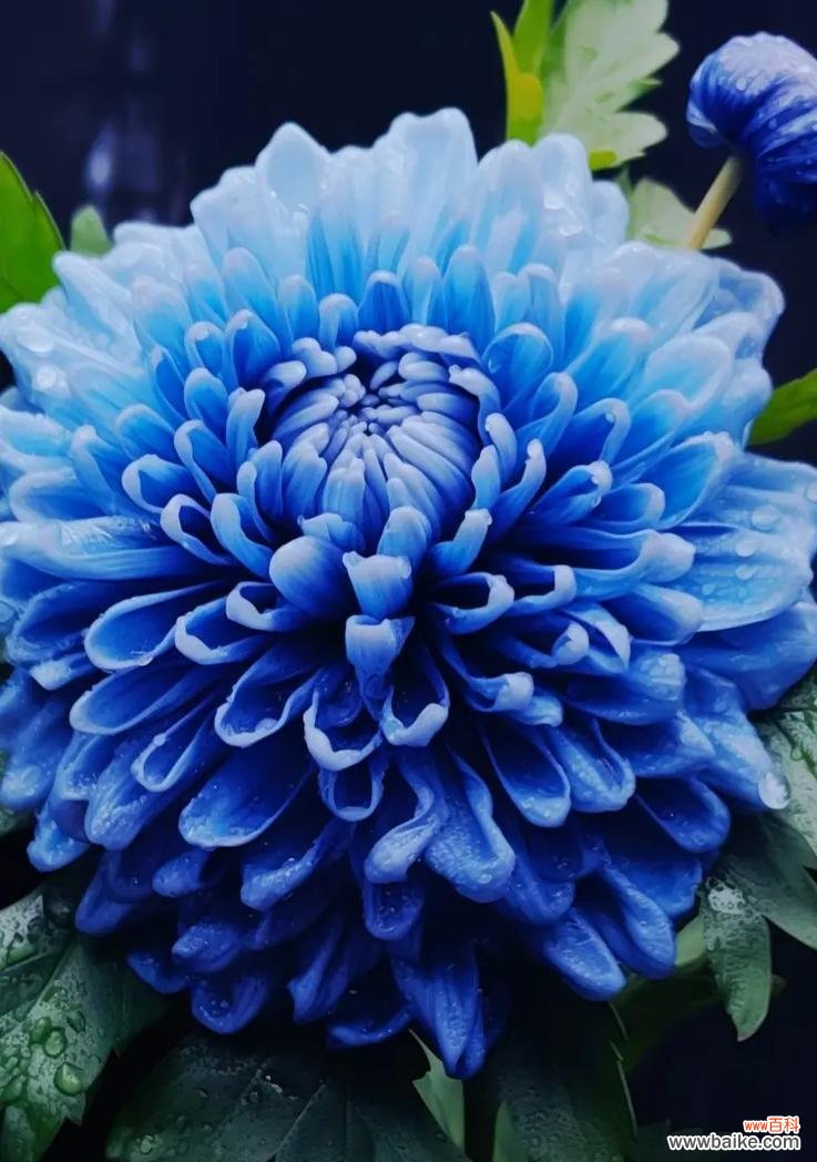 牡丹菊花语能否表达特殊情感？