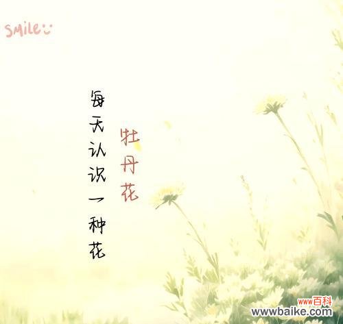 牡丹菊花语能否表达特殊情感？