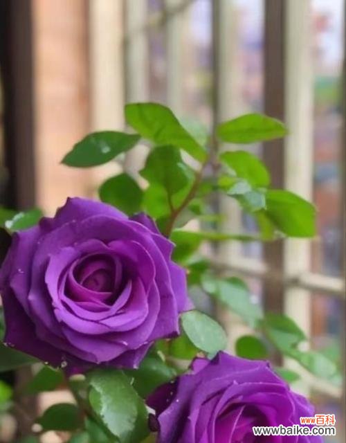 送人盆栽玫瑰花的寓意是什么?盆栽玫瑰花传递了哪些情感?