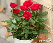 送人盆栽玫瑰花的寓意是什么？盆栽玫瑰花传递了哪些情感？