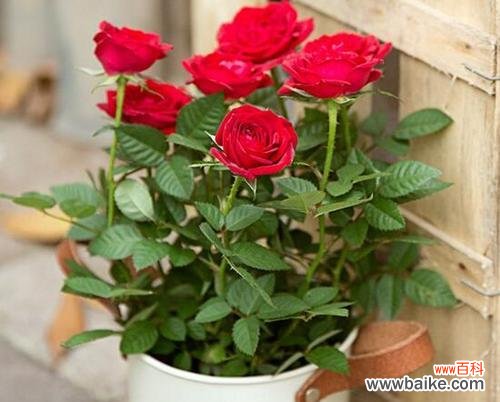 送人盆栽玫瑰花的寓意是什么?盆栽玫瑰花传递了哪些情感?