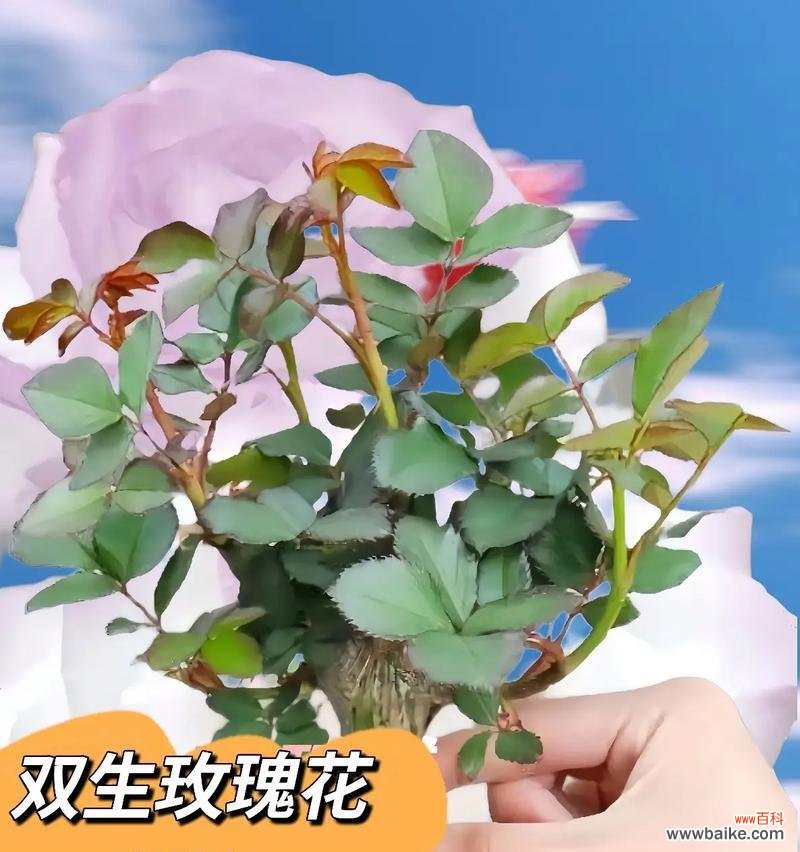 送人盆栽玫瑰花的寓意是什么?盆栽玫瑰花传递了哪些情感?
