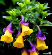 粉花是什么花语？喇叭花的花语又是什么？