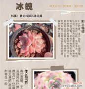 多肉植物仙子的花语有何深意？