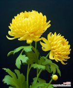 未知的花语是什么？它代表了怎样的情感或信息？