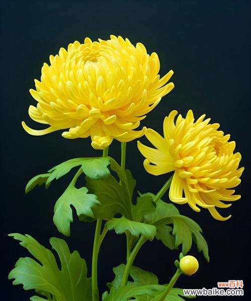 未知的花语是什么?它代表了怎样的情感或信息?