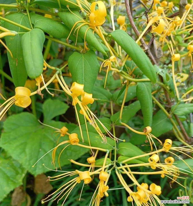 未知的花语是什么?它代表了怎样的情感或信息?