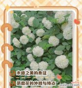 夏日初见鲜花花语是什么？夏季送花有哪些特别的含义？