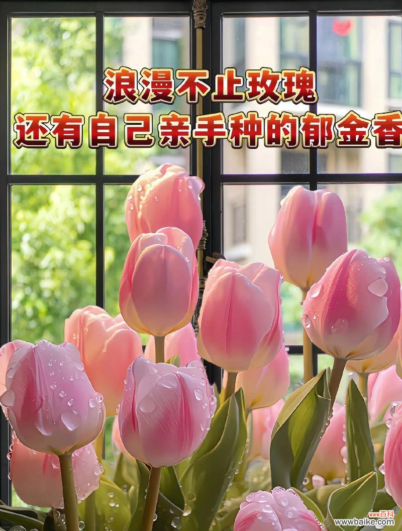 夏日初见鲜花花语是什么?夏季送花有哪些特别的含义?