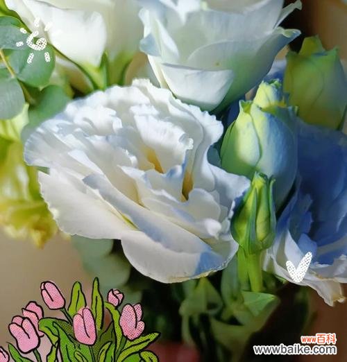 夏日初见鲜花花语是什么?夏季送花有哪些特别的含义?