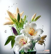 百合花语有何含义？百合代表了什么？