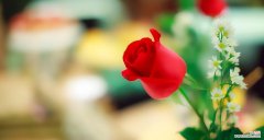 香宾玫瑰花含义是什么？香宾玫瑰在特殊场合的意义？