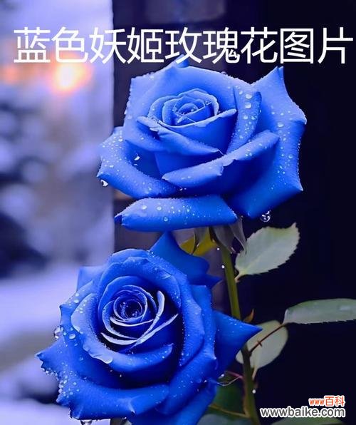 52朵玫瑰花代表什么爱情语言？花语有何特别之处？