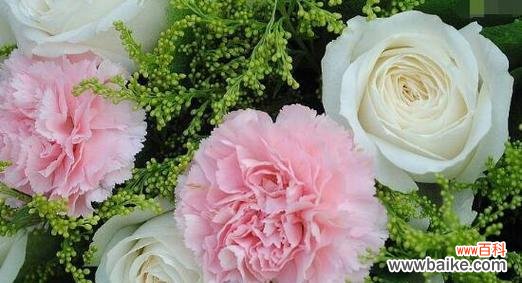 母亲节康乃馨盆景花语的深刻寓意与情感传达 康乃馨盆景花语