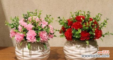 母亲节康乃馨盆景花语的深刻寓意与情感传达 康乃馨盆景花语