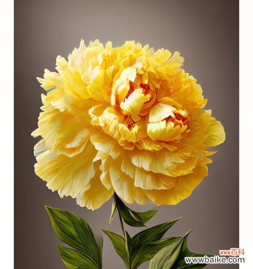 以牡丹颜色花语为主题的深度解读 牡丹之美