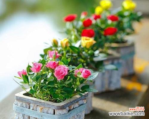 探究玫瑰盆栽的水分需求和适宜浇水的方法 玫瑰盆栽的浇水技巧